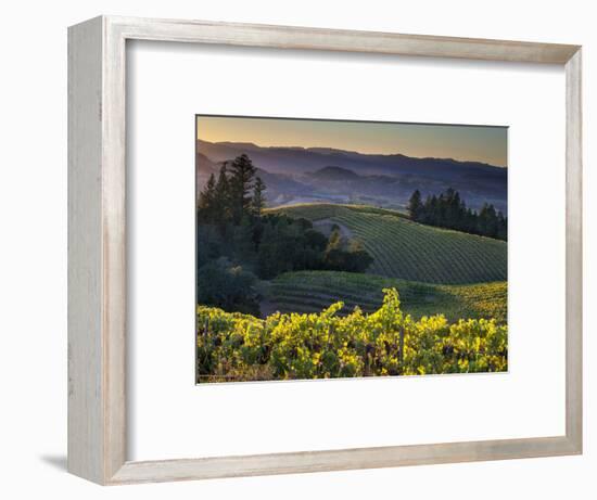 Healdsburg, Sonoma County, California: Vineyard and Winery at Sunset-Ian Shive-Framed Premium Photographic Print