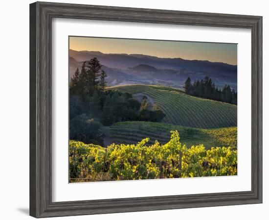 Healdsburg, Sonoma County, California: Vineyard and Winery at Sunset-Ian Shive-Framed Photographic Print