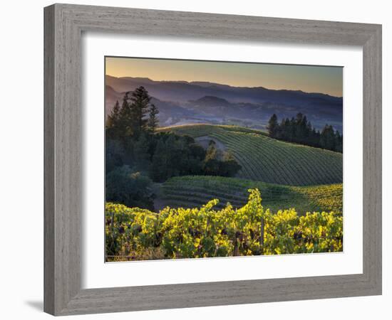 Healdsburg, Sonoma County, California: Vineyard and Winery at Sunset-Ian Shive-Framed Photographic Print