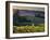 Healdsburg, Sonoma County, California: Vineyard and Winery at Sunset-Ian Shive-Framed Photographic Print