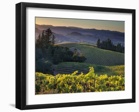 Healdsburg, Sonoma County, California: Vineyard and Winery at Sunset-Ian Shive-Framed Photographic Print