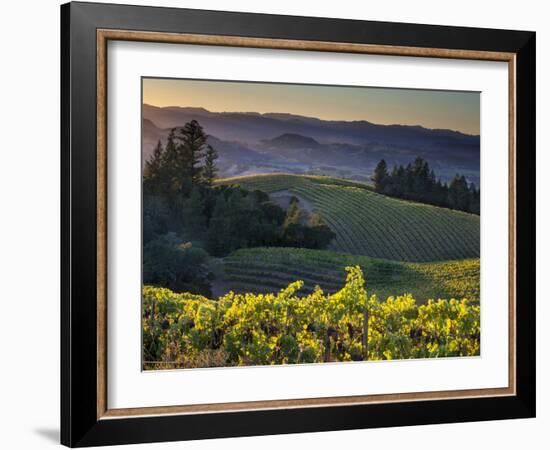 Healdsburg, Sonoma County, California: Vineyard and Winery at Sunset-Ian Shive-Framed Photographic Print