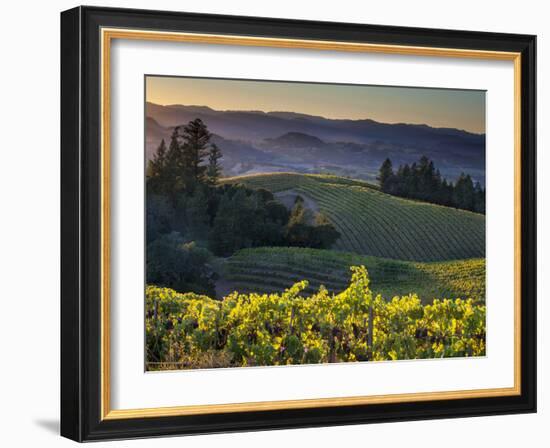 Healdsburg, Sonoma County, California: Vineyard and Winery at Sunset-Ian Shive-Framed Photographic Print