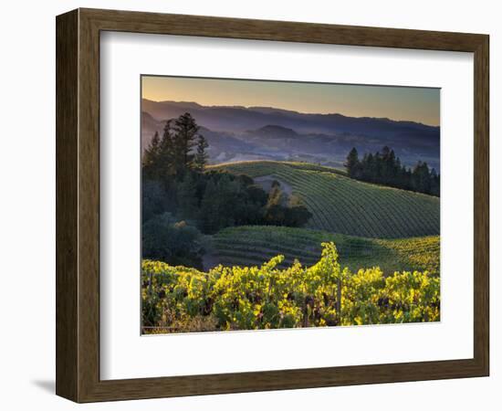 Healdsburg, Sonoma County, California: Vineyard and Winery at Sunset-Ian Shive-Framed Photographic Print