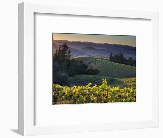 Healdsburg, Sonoma County, California: Vineyard and Winery at Sunset-Ian Shive-Framed Photographic Print