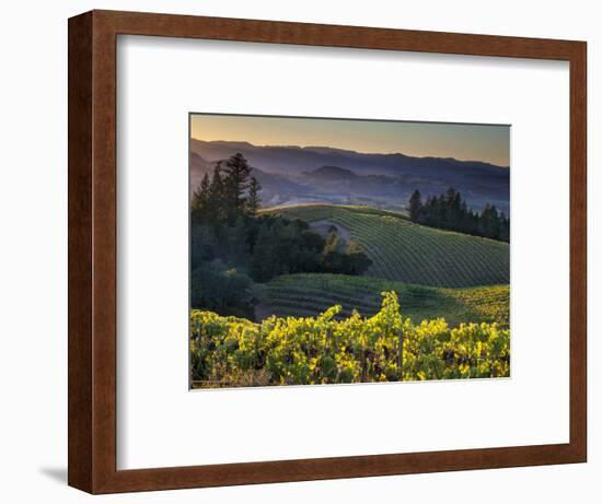 Healdsburg, Sonoma County, California: Vineyard and Winery at Sunset-Ian Shive-Framed Photographic Print