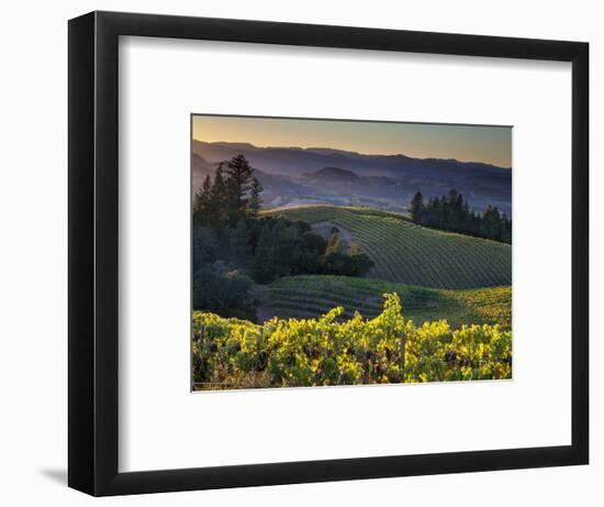 Healdsburg, Sonoma County, California: Vineyard and Winery at Sunset-Ian Shive-Framed Photographic Print