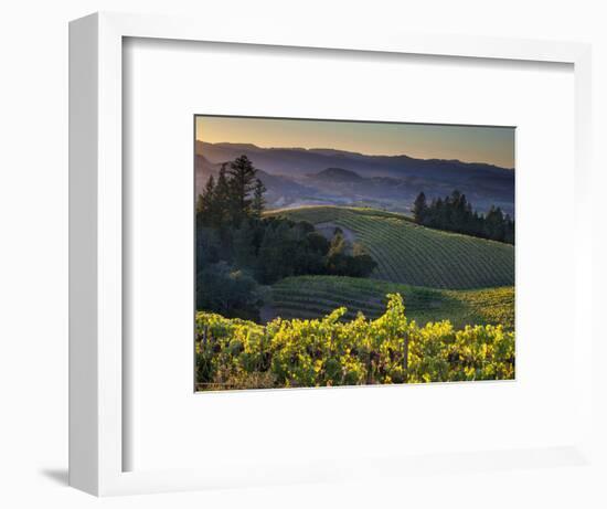 Healdsburg, Sonoma County, California: Vineyard and Winery at Sunset-Ian Shive-Framed Photographic Print