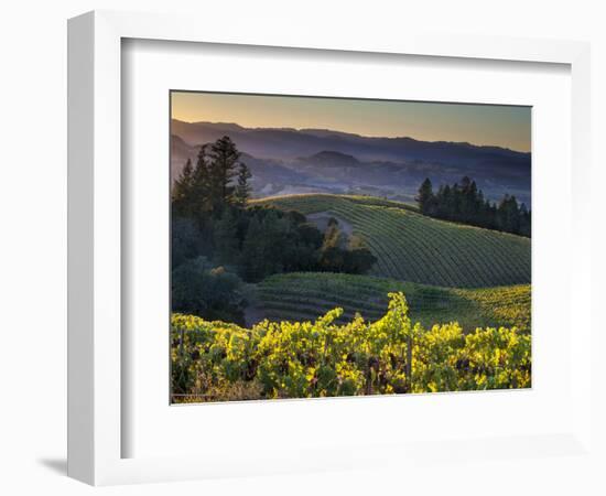 Healdsburg, Sonoma County, California: Vineyard and Winery at Sunset-Ian Shive-Framed Photographic Print