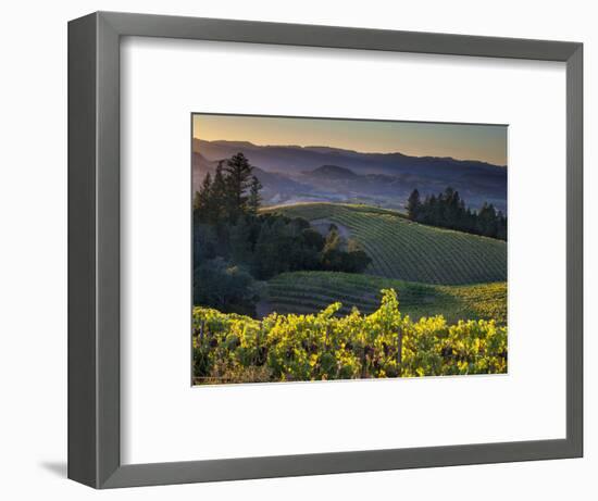 Healdsburg, Sonoma County, California: Vineyard and Winery at Sunset-Ian Shive-Framed Photographic Print