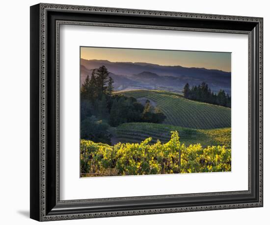 Healdsburg, Sonoma County, California: Vineyard and Winery at Sunset-Ian Shive-Framed Photographic Print