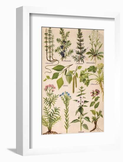 Healing Plants 1904 Pl.2-Anna Fischer-Duckelmann-Framed Photographic Print