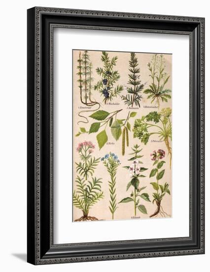 Healing Plants 1904 Pl.2-Anna Fischer-Duckelmann-Framed Photographic Print