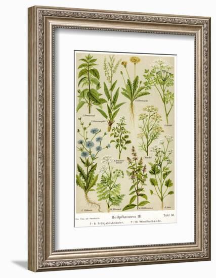 Healing Plants-null-Framed Photographic Print