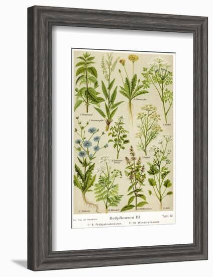 Healing Plants-null-Framed Photographic Print