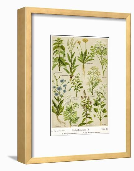 Healing Plants-null-Framed Photographic Print