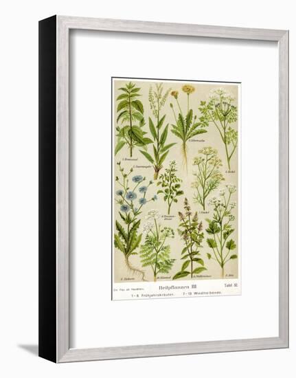 Healing Plants-null-Framed Photographic Print