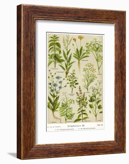 Healing Plants-null-Framed Photographic Print