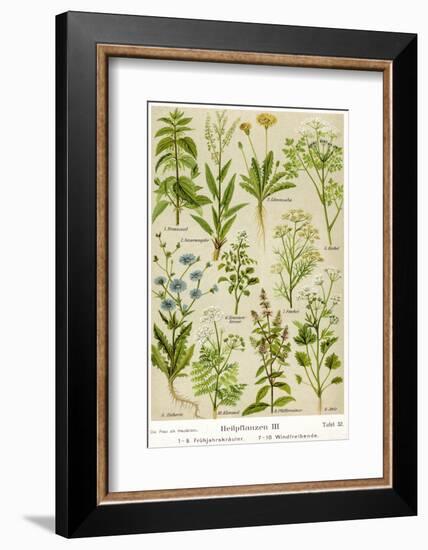 Healing Plants-null-Framed Photographic Print