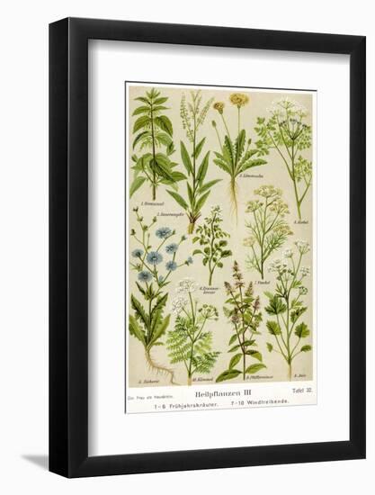 Healing Plants-null-Framed Photographic Print