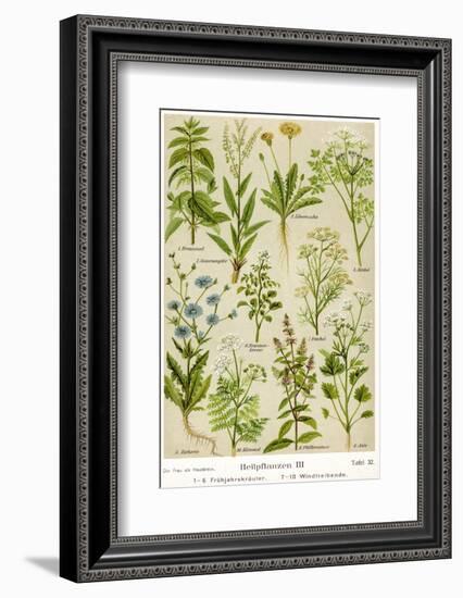 Healing Plants-null-Framed Photographic Print