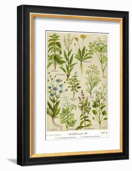 Healing Plants-null-Framed Photographic Print