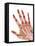 Healthy Adult Hand, X-ray-Science Photo Library-Framed Premier Image Canvas