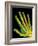 Healthy Adult Hand, X-ray-Science Photo Library-Framed Photographic Print