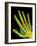 Healthy Adult Hand, X-ray-Science Photo Library-Framed Photographic Print