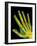 Healthy Adult Hand, X-ray-Science Photo Library-Framed Photographic Print