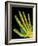 Healthy Adult Hand, X-ray-Science Photo Library-Framed Photographic Print