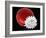 Healthy And Crenated Red Blood Cells, SEM-Steve Gschmeissner-Framed Photographic Print