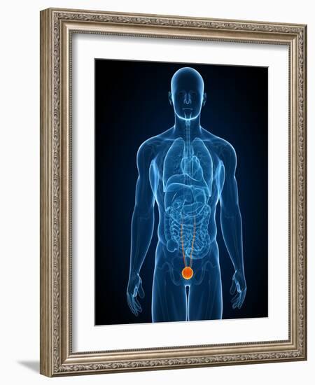 Healthy Bladder, Artwork-SCIEPRO-Framed Photographic Print