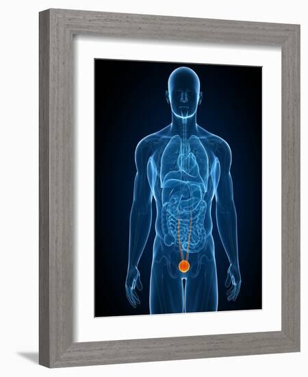 Healthy Bladder, Artwork-SCIEPRO-Framed Photographic Print