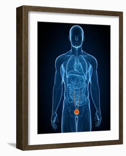 Healthy Bladder, Artwork-SCIEPRO-Framed Photographic Print