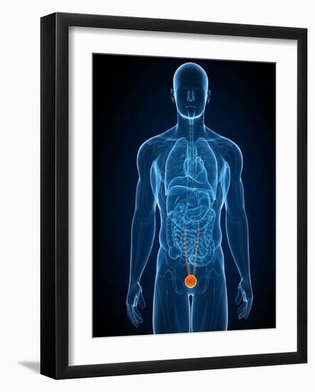 Healthy Bladder, Artwork-SCIEPRO-Framed Photographic Print