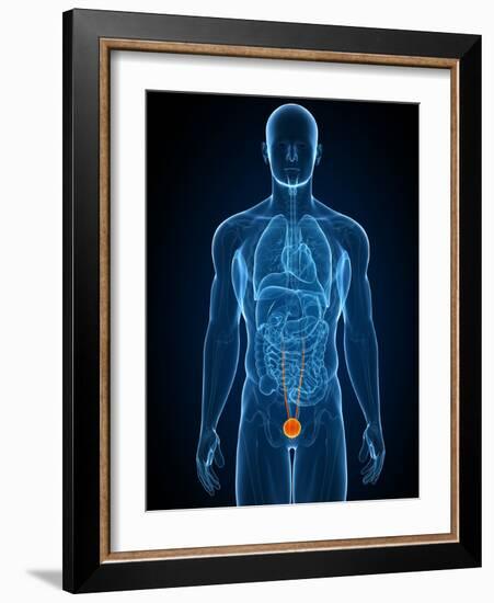 Healthy Bladder, Artwork-SCIEPRO-Framed Photographic Print