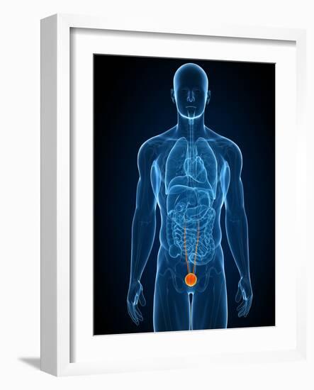 Healthy Bladder, Artwork-SCIEPRO-Framed Photographic Print