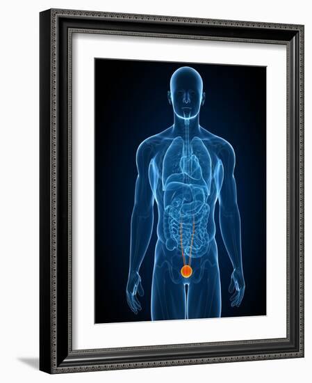 Healthy Bladder, Artwork-SCIEPRO-Framed Photographic Print