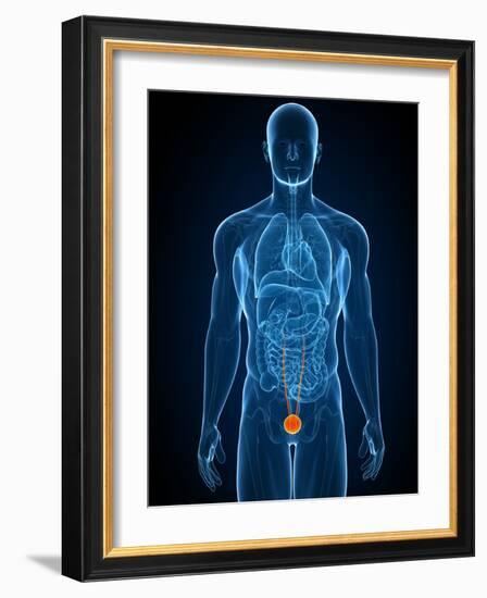 Healthy Bladder, Artwork-SCIEPRO-Framed Photographic Print