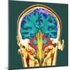 Healthy Brain, MRI Scan-Science Photo Library-Mounted Premium Photographic Print