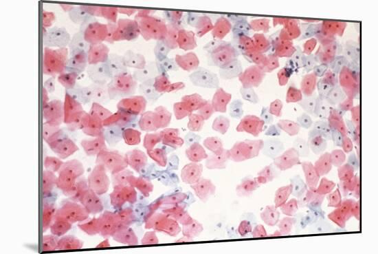 Healthy Cervical Smear-Science Photo Library-Mounted Photographic Print