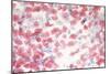 Healthy Cervical Smear-Science Photo Library-Mounted Photographic Print