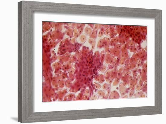 Healthy Cervical Smear-Science Photo Library-Framed Photographic Print