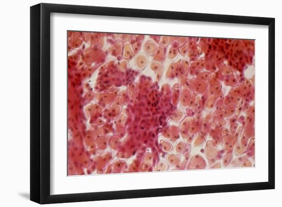 Healthy Cervical Smear-Science Photo Library-Framed Photographic Print