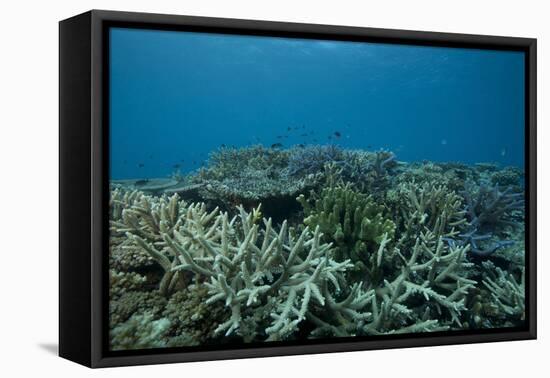 Healthy Corals Cover a Reef in Beqa Lagoon, Fiji-Stocktrek Images-Framed Premier Image Canvas