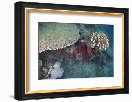 Healthy Corals Cover a Reef in Beqa Lagoon, Fiji-Stocktrek Images-Framed Photographic Print