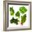Healthy Dark Green Vegetables-maggy-Framed Photographic Print