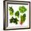 Healthy Dark Green Vegetables-maggy-Framed Photographic Print