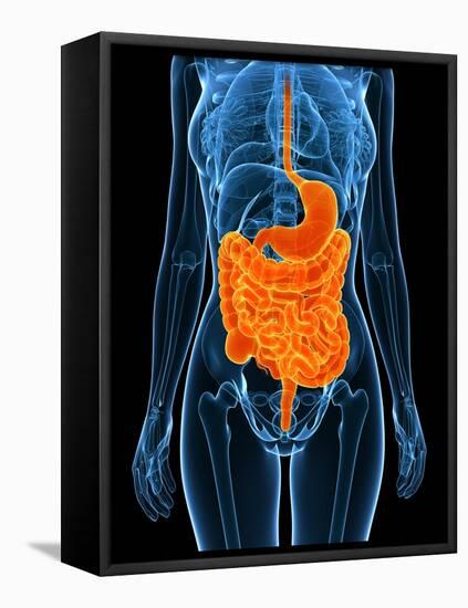 Healthy Digestive System, Artwork-SCIEPRO-Framed Premier Image Canvas